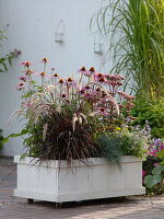 Self-made box with wheels planted with Echinacea purpurea