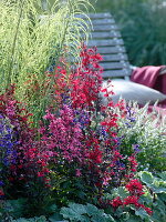 Semicircular border with Lobelia 'Fan', 'Compliment' (male perennial)