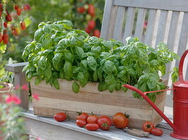 Basil 'Big green Genoveser' in wooden box