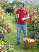 Young man with freshly harvested apples in a willow basket