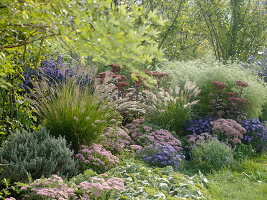 Sedum telephium 'Matrona', spectabile 'Rosenteller' (Stonecrop), Pennisetum