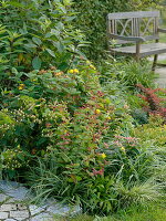 Hypericum androsaemum und inodorum (Johanniskraut), Spiraea japonica