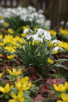 Galanthus nivalis (Schneeglöckchen), Eranthis (Winterlinge)