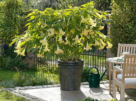 Yellow Datura syn Brugmansia aurea (Angel's trumpet) on the terrace