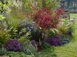 Herbstbeet mit Euonymus alatus und Aster mit Bank