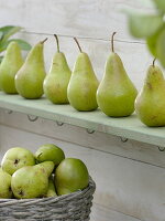 Pears 'Concord' lined up on wooden shelf