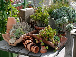 Mixed succulent plants in terracotta artifacts on wooden table