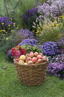 Großer Weidenkorb mit Äpfeln und Blumen