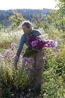 Frau schneidet Blumen im Asternbeet