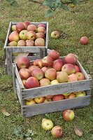 Wine box filled with apples on the lawn