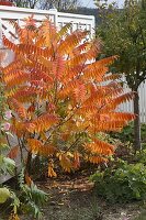 Rhus typhina (Essigbaum) in leuchtender Herbstfarbe