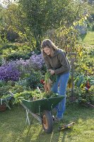 Young woman harvesting carrots (Daucus)