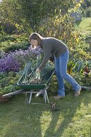 Young woman harvesting leeks in green wheelbarrow