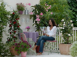 Mandevilla splendens mit großen rosa Blüten, Mandevilla Sundaville 'Cosmos