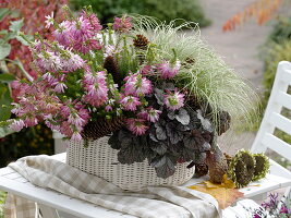 Erica verticillata syn. manipuliflora (whorled-leaved heath), Heuchera 'Velvet'