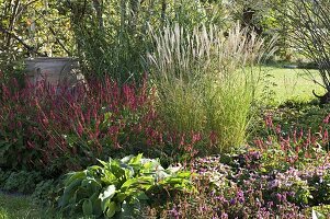 Polygonum amplexicaule 'Atropurpureum' (Candlewort)