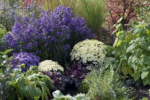 Aster Novi-belgii 'Nachtlicht' (Glattblatt-Herbstaster), Ajania bellania