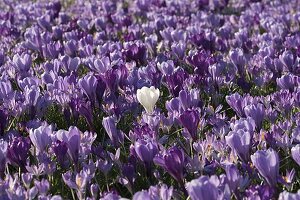 Crocus vernus (Crocuses)