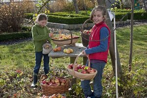 Mädchen bei der Apfelernte