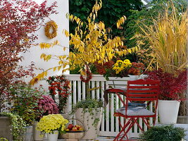 Yellow-red autumn balcony with fan columbine, Zierkirsche