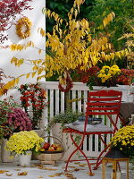 Gelb-roter Herbstbalkon mit Kurilenkirsche, Zierkirsche