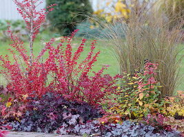 Autumn border with bright red Berberis thunbergii 'Atropurpurea' (Barberry)