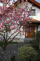 Magnolia soulangeana 'Rustica Rubra' (Tulpen-Magnolie) im Vorgarten,