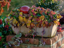 Strawberry plant (Fragaria) in terracotta box