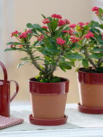 Euphorbia millii 'Ruby' (Christusdorn) in Topf mit Untersetzer