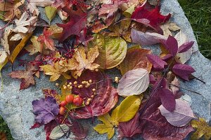 Still life with autumn leaves and berries