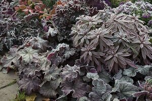 Heuchera (purple lily), Euphorbia (spurge) with hoarfrost