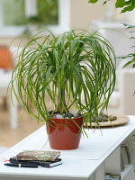 Beaucarnea recurvata (Elephant foot, ponytail)