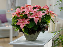 Euphorbia pulcherrima 'Marble Star' (Poinsettia)