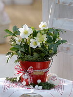 Helleborus niger (Christmas rose) in red tin bucket, branches of Abies