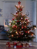 Red, white and gold decorated Nordmann fir