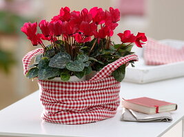 Cyclamen persicum (Alpenveilchen) in rot-weiß-karierter Stofftasche