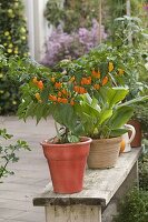 Chili 'Habanero', orangefarben (Capsicum chinense) gehören zu den schärfsten Chillisorten