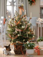 Mit Rosenblüten und Zapfen geschmückte Blaufichte als Weihnachtsbaum