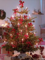 Abies nordmanniana (Nordmann fir) naturally decorated