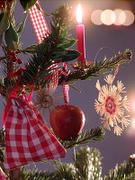 Abies nordmanniana (Nordmann fir) naturally decorated