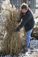 Mann bindet Miscanthus (Chinaschilf) zusammen