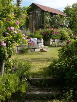 Garden with historic scented roses, dry stone wall and tool shed