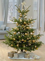 Nordmann fir as Christmas tree