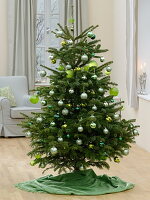 Abies (Nordmanntanne) als Weihnachtsbaum geschmückt mit grünen Kugeln