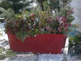 Red balcony box with Gaultheria 'Winter Pearls' (mock berry), Pernettya