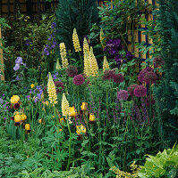 Bepflanzung im Cottage-Stil mit Allium, Lupinus und Iris (Gelb (violettes Thema))