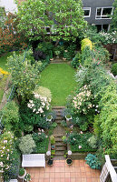 Blick auf den Stadtgarten mit Rasen, Stufen und den Rosen 'Penelope' und 'Buff Beauty'