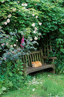 Ein Sitzplatz: Zufriedene Katze auf einer Bank im schattigen Kräutergarten unter einer Pergola, die von der Kletterrose 'New Dawn' überragt wird