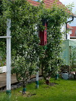 Malus (apple trees) grown in a U-shape, glue rings against pests