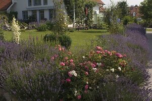 Garten eingefaßt mit einer Hecke aus Lavandula (Lavendel) und Rosa